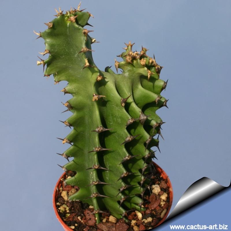 Euphorbia erythraea forma monstruosa cristata Vaso per cactus grande