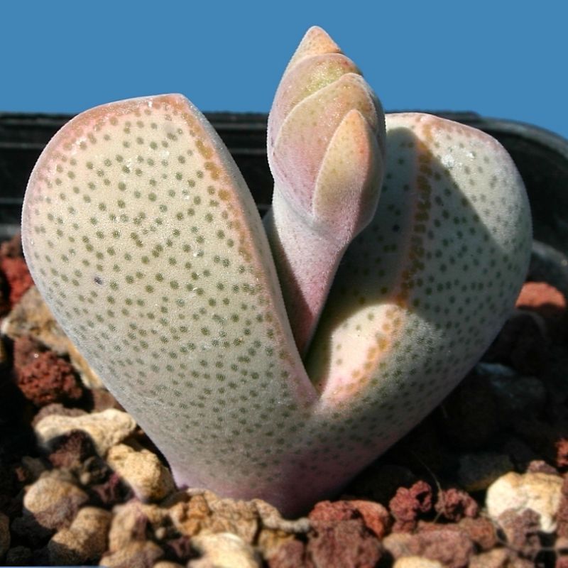 Dinteranthus microspermus puberulus