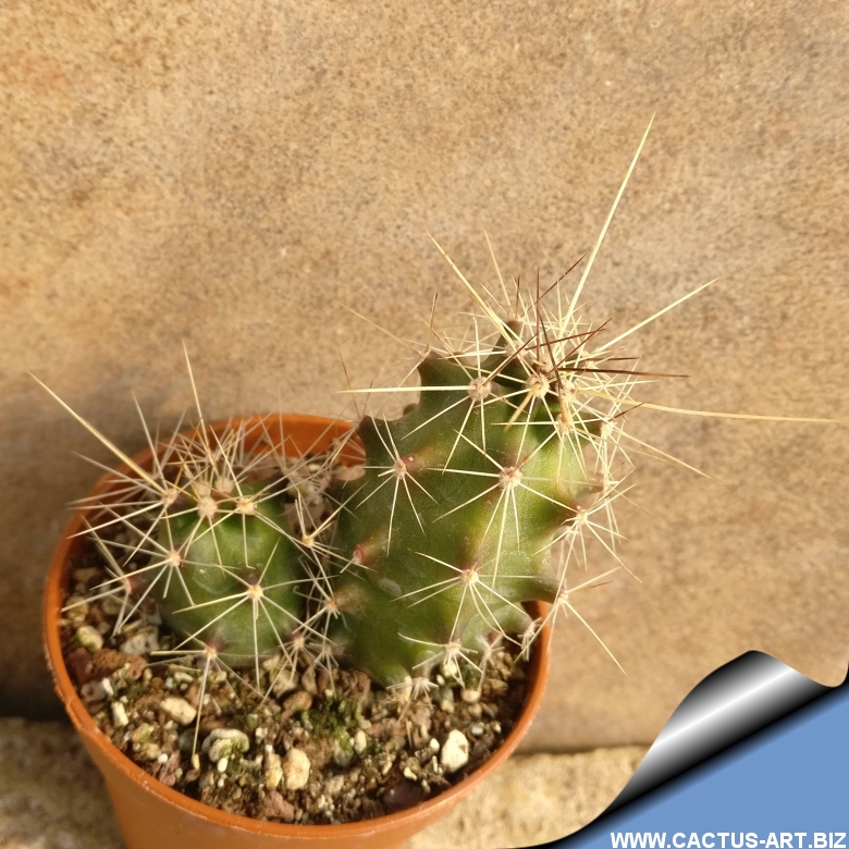 Echinocereus berlandieri