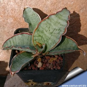 sansevieria silver blue sansevieria silver blue