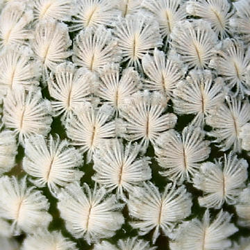 Mammillaria sancaz-mejorade spines