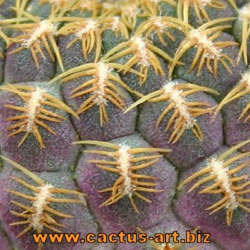 Sulcorebutia rauschii cv. yellow spines