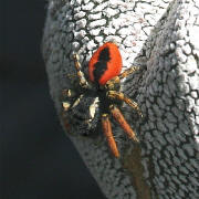 Astrophytum myriostigma cv. Onzuka and a red spider
