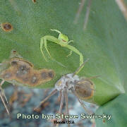 Green Spider on cactus - photo by Steve Swirky - Southeast Florida USA