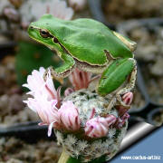 Mammillaria sancez-mejorade and the tree frog