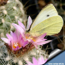 The first butterfly visit a flower of Turbinicarpus (Gymnocactus) knuthianus.