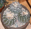 Ariocarpus fissuratus var lloydii & Ariocarpus retusus var. furfuraceus 50 years old 