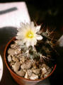 Gymnocactus gielsdorfianus (Syn: Turbinicarpus gielsdorfianus)