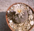 Turbinicarpus jauernigii