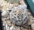 Navajoa peeblesiana fa maya (pediocactus peeblesianus forma maya)