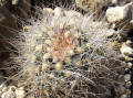 Pediocactus (Pilacanthus) paradinei