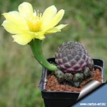 Sulcorebutia rauschii HS 121/1 with a flowers of Opuntia compressa used as grafting stock