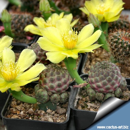 Opuntia flowers and sulcorebutias