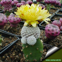 Copiapoa laui FK 439 (Esmeralda, Guanillos)