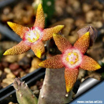 stapelia flavopurpurea