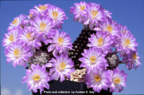 mammillaria theresae form politomic (grafted on Opuntia compressa)