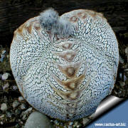 Astrophytum_myriostigma_cv_Onzuka_tricostatum