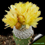 Copiapoa lauii FK439 Esmeralda, Guanillos, Chile