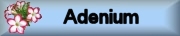 Photo gallery ADENIUM