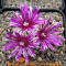 Turbinicarpus_valdezianus