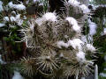 Cylindropuntia bigelowii