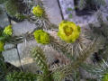 Cylindropuntia whipplei