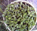 Opuntia seedlings