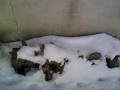 cactus in hte snow