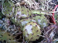 Opuntia humifusa iced