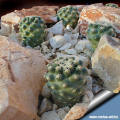 Pediocactus despainii SB 1014 group