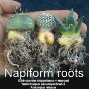 Napiform roots Echinocereus knippelianus var. kruegeri, Turbinicarpus pseudopectinatus, Ariocarpus retusus