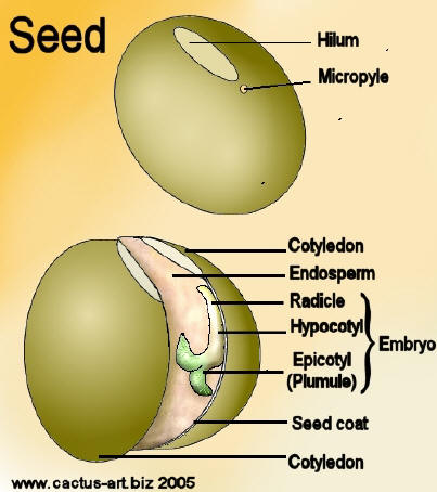  parts of a seed