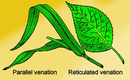 What type of venation do monocot leaves have?