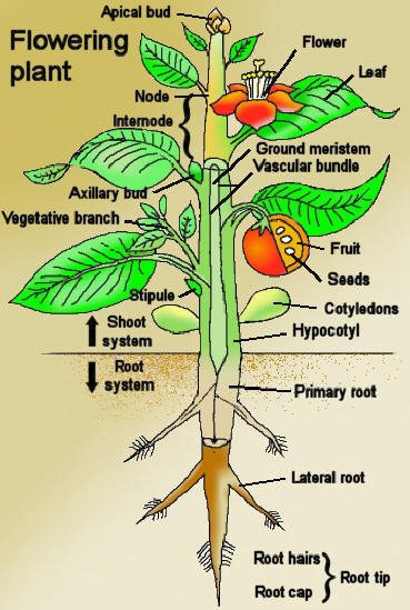 cactus-art.bizThe plant body consists of two cactus-art.bizThe plant body consists of two