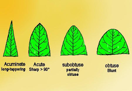 Base Of Leaf