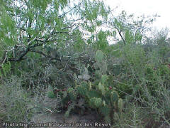 Matorral espinoso tamaulipeco (sub desert thorn shrub land)