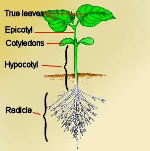 Seedling Photos