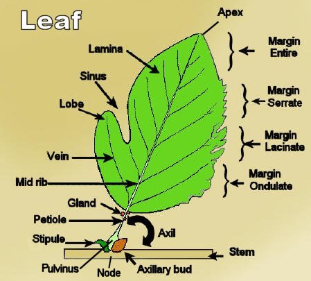 Simple Leaf Structure
