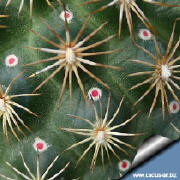 Nectary of Coryphantha echinoidea