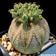Euphorbia obesa female specimen with fruit