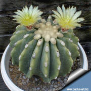 Ferocactus glaucescens nudum