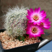 Sulcorebutia gerosenilis KK 2005 Flowering size