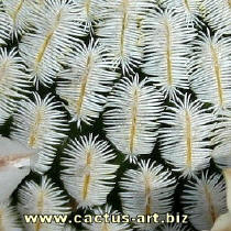 Mammillaria pectinifera the pectinate spines