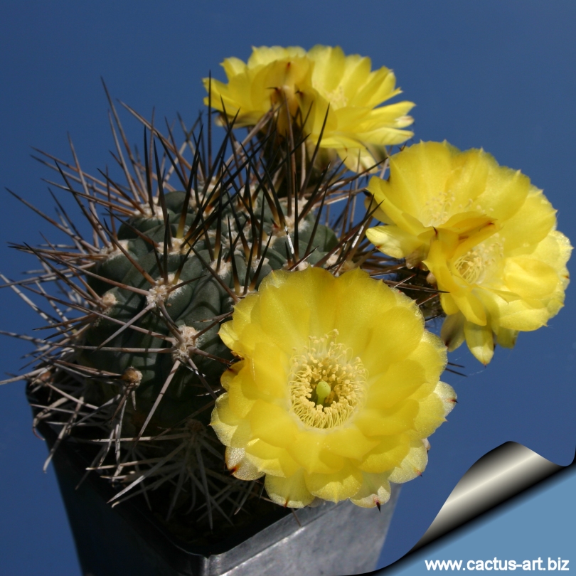 Acanthocalycium thionanthum Wikipedia