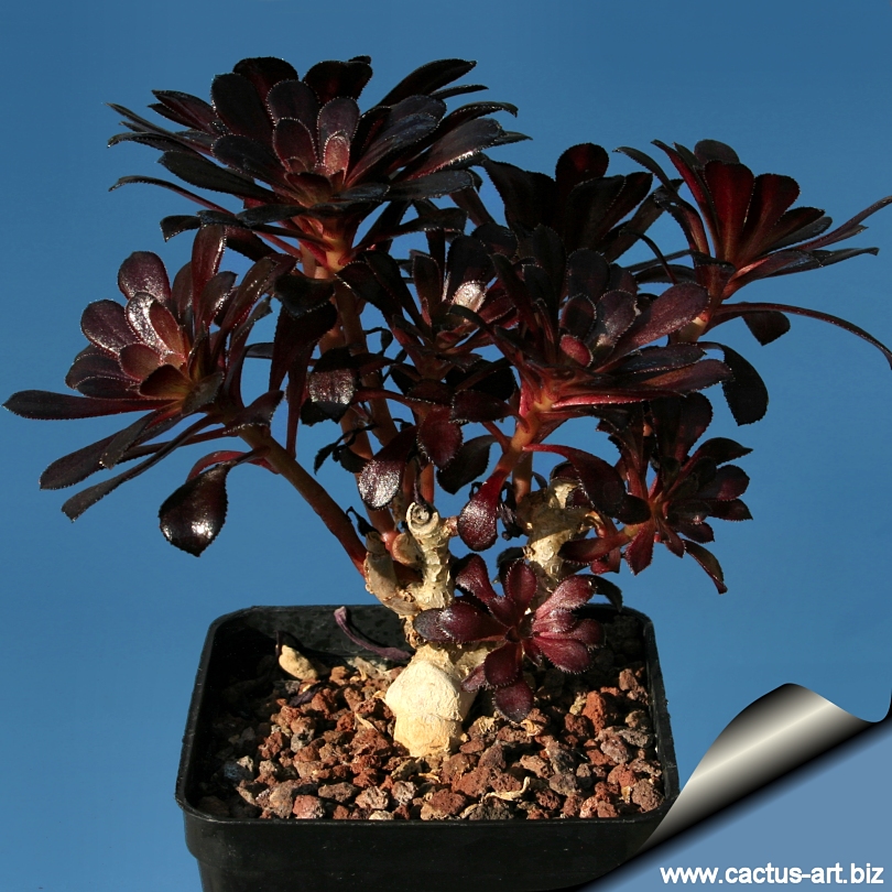 Aeonium Schwarzkopf