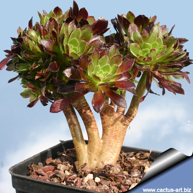 Aeonium_arboreum_atropurpureum_cristata_01_810.jpg