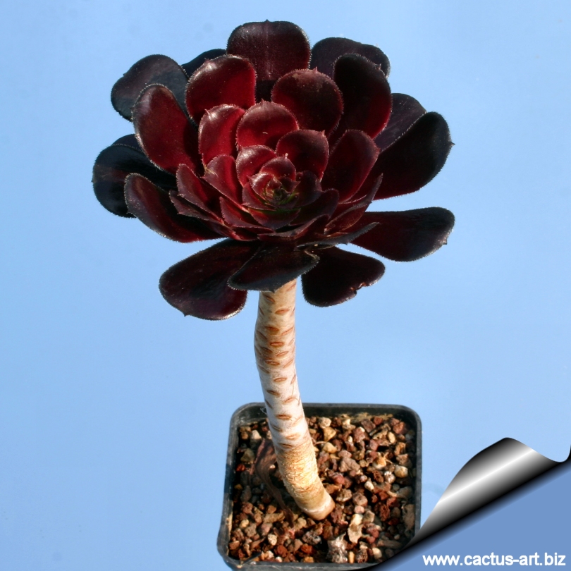 Purple Aeonium