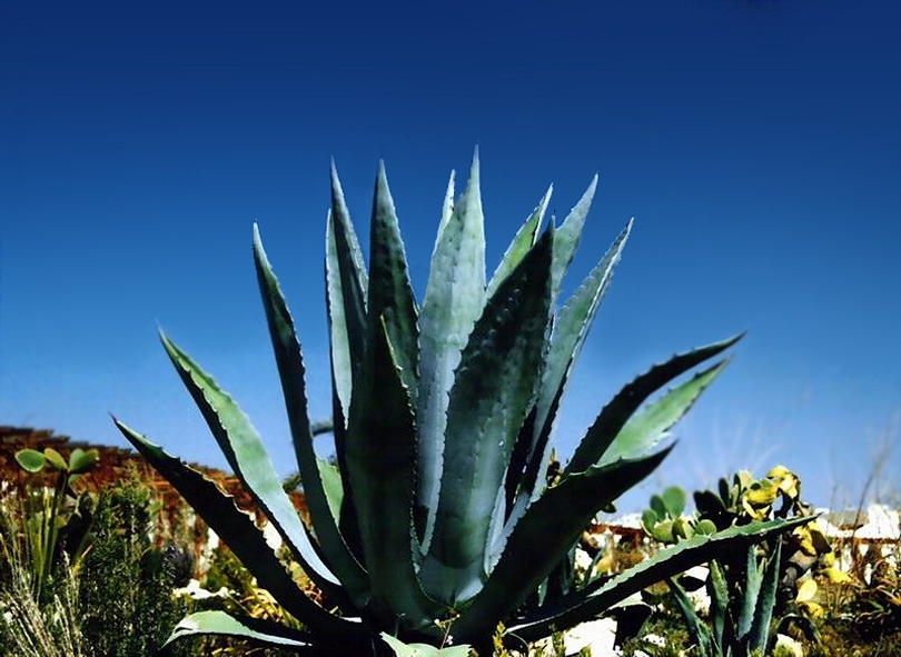 http://www.cactus-art.biz/schede/AGAVE/Agave_americana/Agave_americana/Agave_americana_suleiman_810.jpg