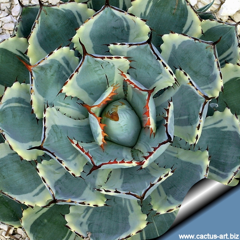 wonderful rare plants에 대한 이미지 검색결과