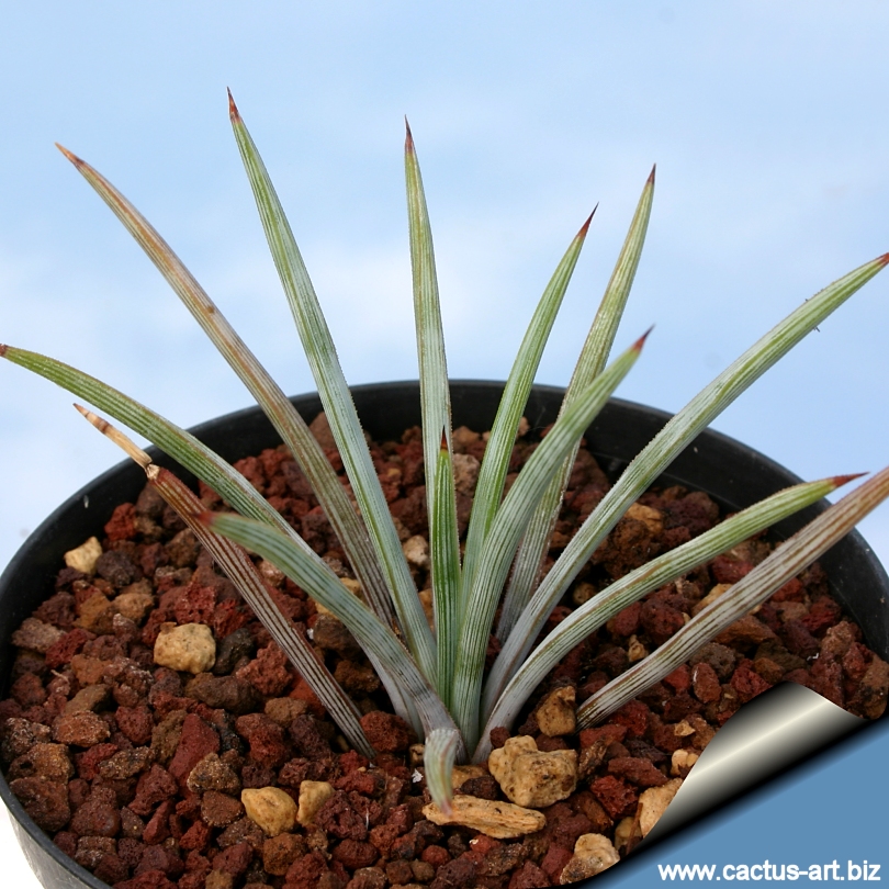 Agave Stricta
